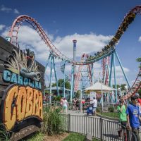 Carolina Cobra Carowinds