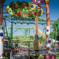 Wild Mouse Beech Bend